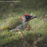 Buy canvas prints of Green Woodpecker  by Kevin White