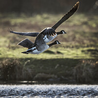 Buy canvas prints of Two Canadian geese flying off by Kevin White