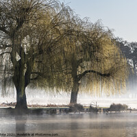 Buy canvas prints of Another morning mist by Kevin White