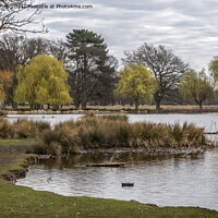 Buy canvas prints of all calm by the ponds by Kevin White