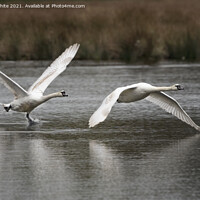Buy canvas prints of flying and walking on water by Kevin White