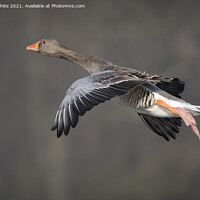 Buy canvas prints of Greylag goose in flight by Kevin White