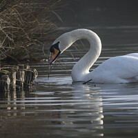 Buy canvas prints of swan gathering twigs by Kevin White
