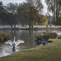 Buy canvas prints of swan showing off  by Kevin White