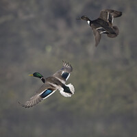Buy canvas prints of Mallards by Kevin White