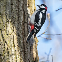 Buy canvas prints of Great Spotted male Woodpecker by Kevin White