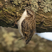 Buy canvas prints of Tree Creeper feeding by Kevin White