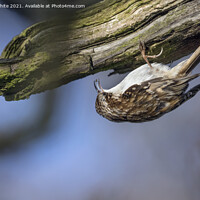 Buy canvas prints of Tree Creeper by Kevin White