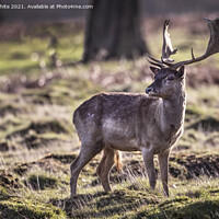 Buy canvas prints of Young male deer by Kevin White