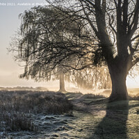 Buy canvas prints of Backlit tree by Kevin White