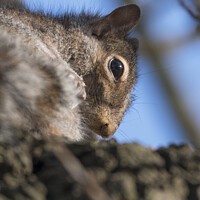 Buy canvas prints of Close up of grey squirrel by Kevin White