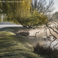 Buy canvas prints of Willow tree over misty pond by Kevin White