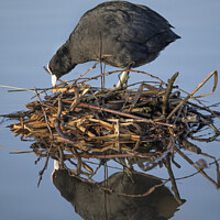 Buy canvas prints of Coot building nest by Kevin White