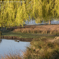 Buy canvas prints of swan under a willow tree by Kevin White