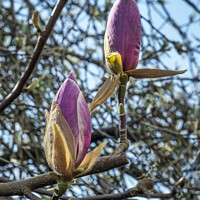 Buy canvas prints of Buds of Magnolia about to burst open by Kevin White