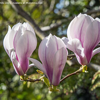 Buy canvas prints of Magnolia by Kevin White