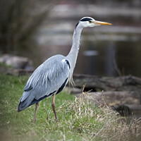 Buy canvas prints of Heron by pond by Kevin White