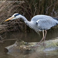 Buy canvas prints of Heron has spotted something by Kevin White