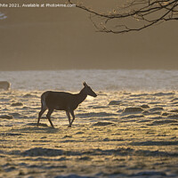 Buy canvas prints of Deer Silhouette by Kevin White