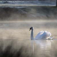 Buy canvas prints of Misty pond  with backlit swan by Kevin White
