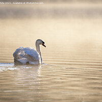 Buy canvas prints of Swan backlit on misty pond  by Kevin White