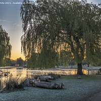 Buy canvas prints of Willow trees over golden lit pond by Kevin White