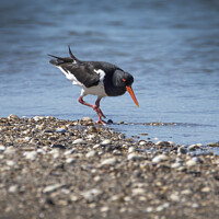 Buy canvas prints of Oystercatcher by Kevin White