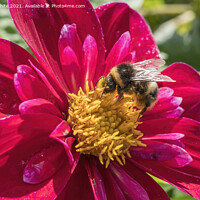 Buy canvas prints of Bumble Bee enjoying a feast of pollen by Kevin White