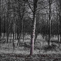 Buy canvas prints of Into the Woods by steve porter