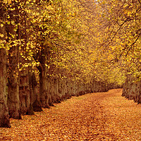 Buy canvas prints of Autumn Trail by Peter Hatter