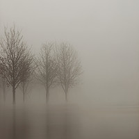 Buy canvas prints of Flooded Trees in fog. by Peter Hatter