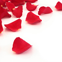 Buy canvas prints of Red rose petals by Peter Hatter