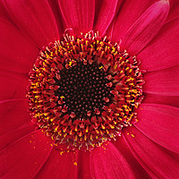 Buy canvas prints of Red Gerbera Close up. by Peter Hatter
