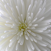 Buy canvas prints of White Crysanthamum by Peter Hatter
