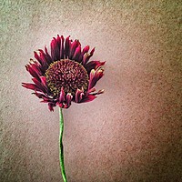 Buy canvas prints of Decaying Gerbera Flower by Peter Hatter