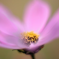 Buy canvas prints of Pink Cosmos flower close up by Peter Hatter
