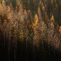 Buy canvas prints of Autumn Trees by Peter Hatter