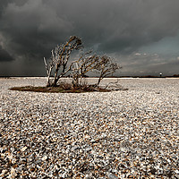 Buy canvas prints of Small windblown trees in a patch of Dungeness pebb by Peter Hatter
