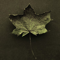 Buy canvas prints of Autumn Leaf Still LIfe. by Peter Hatter