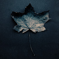 Buy canvas prints of Autumn Leaf Still LIfe. by Peter Hatter