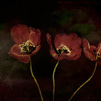Buy canvas prints of Three Red Tulips by Peter Hatter
