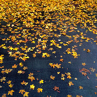 Buy canvas prints of Fallen Golden Autumn Leaves by Peter Hatter