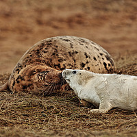 Buy canvas prints of Grey Seal Cow and Pup.  by Peter Hatter