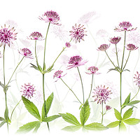Buy canvas prints of Astrantia Pink Flowers by Jacky Parker
