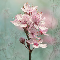 Buy canvas prints of Black Cherry Plum Blossom by Jacky Parker