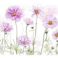 Buy canvas prints of Pink Cosmos Flowers by Jacky Parker
