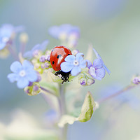 Buy canvas prints of 7-spot Ladybird on Forget-me-not flowers by Jacky Parker