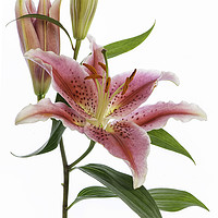 Buy canvas prints of Pink 'Stargazer' Lily flower by Jacky Parker