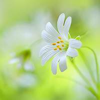 Buy canvas prints of Greater Stitchwort white spring flowers by Jacky Parker