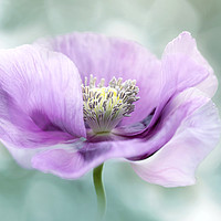 Buy canvas prints of Purple Opium Poppy by Jacky Parker
